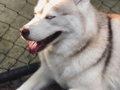 -TrueLove @ Neverland (Husky Cafe)