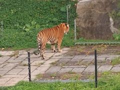-深圳野生动物园