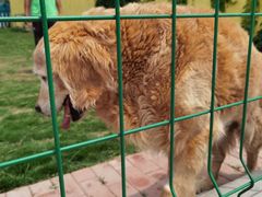 -趣玩宠物乐园寄养训犬训狗游泳池
