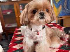 -帕帕拉兹宠物(亚洲旗舰店)