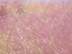 -花博汇(知音花月夜)