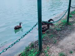 -大宁郁金香公园-停车场