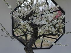 -香雪海