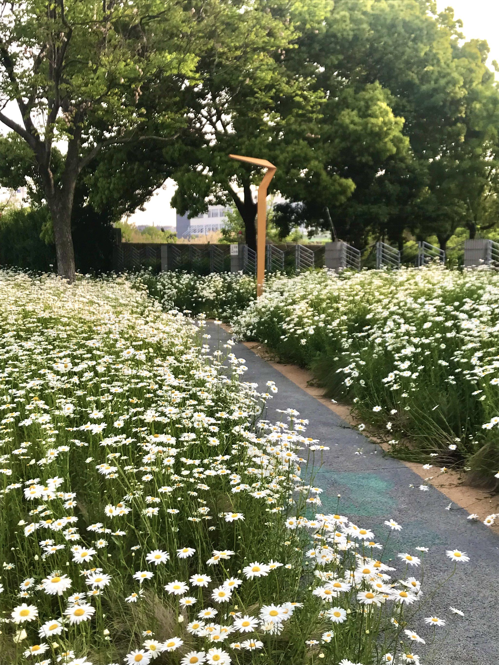 南京这里小雏菊 人少好拍