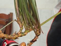 -周老三跷脚牛肉·全牛火锅(非遗传承店)