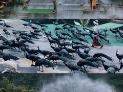 -西双版纳原始森林公园