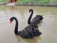 -东平国家森林公园