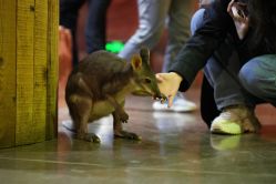 -Zoolung Zoolung动物主题公园(海信广场店)