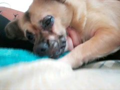 -瑞派福兴宠物医院犬猫全科·骨科·中西医结合(河东店)