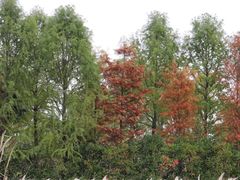 -上海长兴岛郊野公园