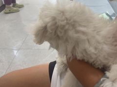 -中农国际动物医院24小时·猫科·骨科·急重症中心