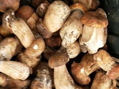 -菌之家·专业纯野生菌火锅·特色炒菌