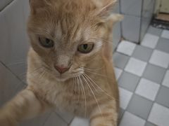 -BABIT巴比特宠物(MOMOPARK店)