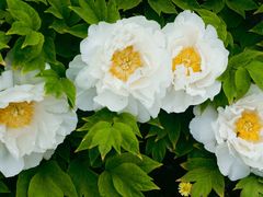 -国家植物园南园