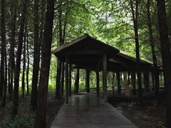 -溱湖国家湿地公园