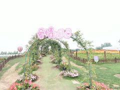 -荷兰花海