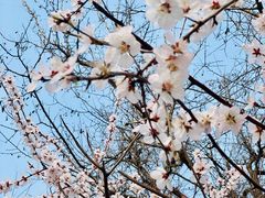 -桃花堤公园