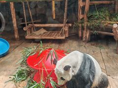 -深圳野生动物园