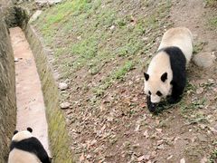 -都江堰中华大熊猫苑