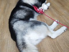 -Husky Go! 哈士奇体验馆·宠物咖啡厅狗咖