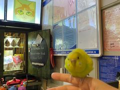 -猫咪博物馆(顶澳仔猫街店)