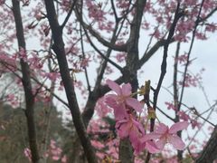 -南山植物园