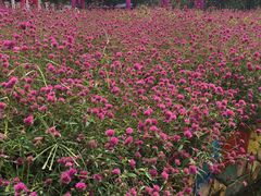 -松山湖梦幻百花洲