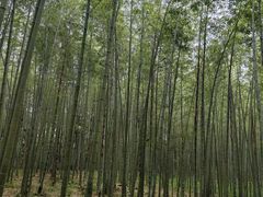 -大奇山国家森林公园