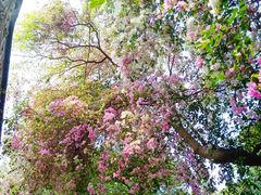 -深圳国际园林花卉博览园