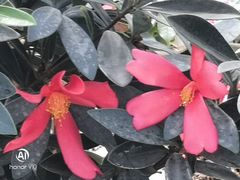 -石家庄市植物园
