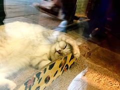 -猫咪博物馆(顶澳仔猫街店)