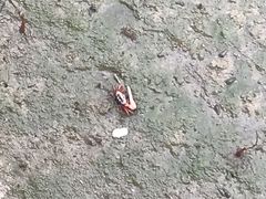 -北海金海湾红树林生态旅游区