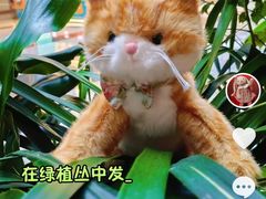-金鹰国际购物中心(江都店)