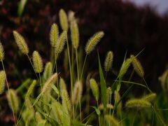 -白塘生态植物园