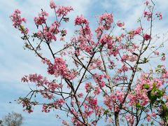 -中国科学院华南植物园