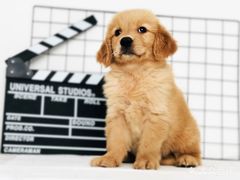 -翊宠yipet猫狗购宠庄园犬舍•猫舍