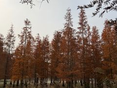 -白鹭湾湿地公园