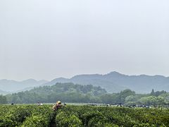 -中国茶叶博物馆(双峰馆区)