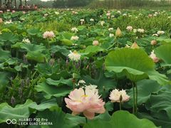 -荷塘月色湿地公园·向阳花洲