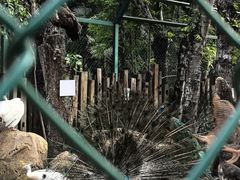 -西双版纳傣族园
