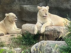 -北京野生动物园