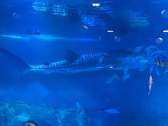 -烟台海昌鲸鲨海洋公园