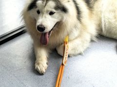 -宠物星动物医院·眼科·异宠·猫科(江南大道总院)