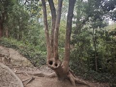 -上海佘山国家森林公园天马山园