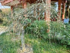 -南山植物园