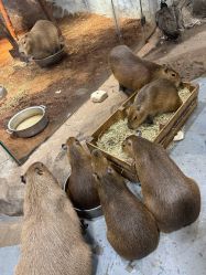 -Zoolung Zoolung动物主题公园(海信广场店)