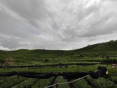 -龙坞茶村