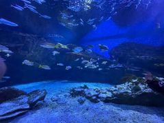 -海合安武汉极地海洋公园