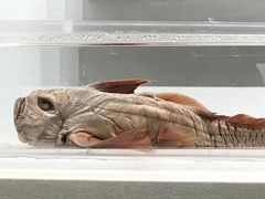 -四川大学博物馆