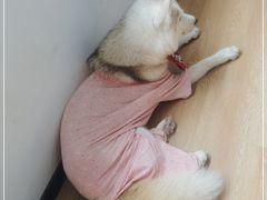 -Husky Go! 哈士奇体验馆·宠物咖啡厅狗咖